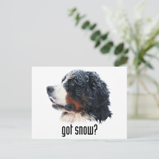 Schnee got? Bernese Mountain Dog Postkarte (Stehend Vorderseite)