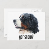 Schnee got? Bernese Mountain Dog Postkarte (Vorne/Hinten)