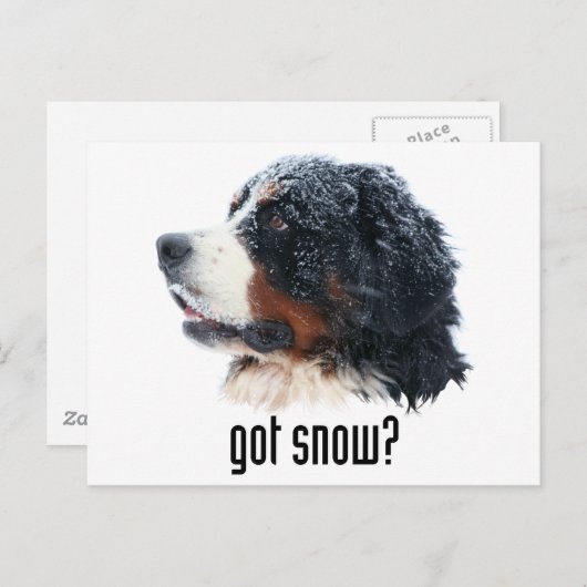 Schnee got? Bernese Mountain Dog Postkarte (Vorne/Hinten)