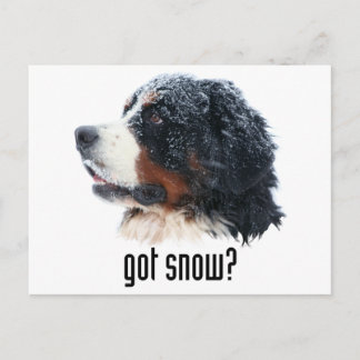 Schnee got? Bernese Mountain Dog Postkarte