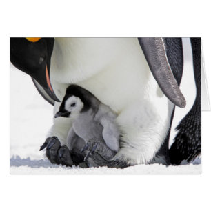 Schnee-Hügel-Insel des Kaiser-Pinguin-