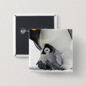Schnee-Hügel-Insel des Kaiser-Pinguin-| Button (Vorne & Hinten)