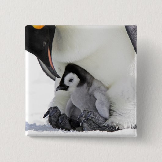 Schnee-Hügel-Insel des Kaiser-Pinguin-| Button (Vorderseite)