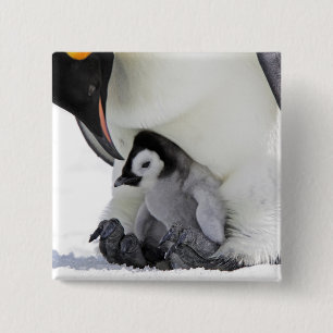 Schnee-Hügel-Insel des Kaiser-Pinguin-  Button