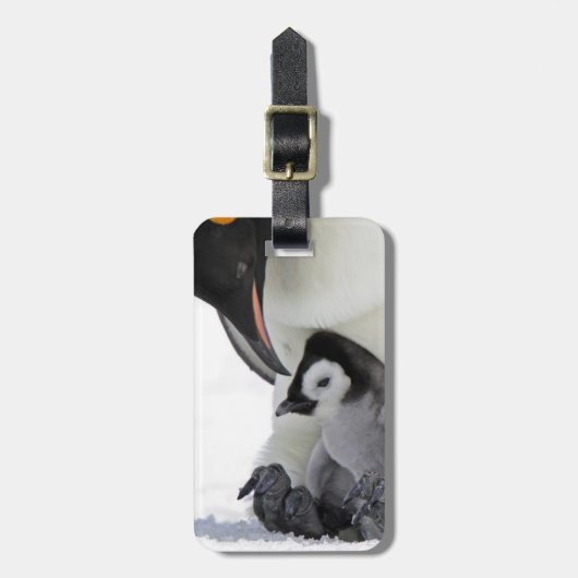 Schnee-Hügel-Insel des Kaiser-Pinguin-| Gepäckanhänger (Vorderseite vertikal)