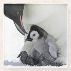 Schnee-Hügel-Insel des Kaiser-Pinguin-  Glasuntersetzer