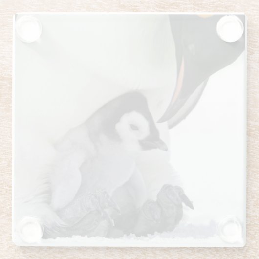 Schnee-Hügel-Insel des Kaiser-Pinguin-| Glasuntersetzer (Rückseite)