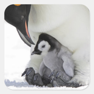 Schnee-Hügel-Insel des Kaiser-Pinguin-  Quadratischer Aufkleber