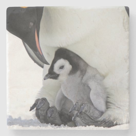 Schnee-Hügel-Insel des Kaiser-Pinguin-| Steinuntersetzer (Vorderseite)