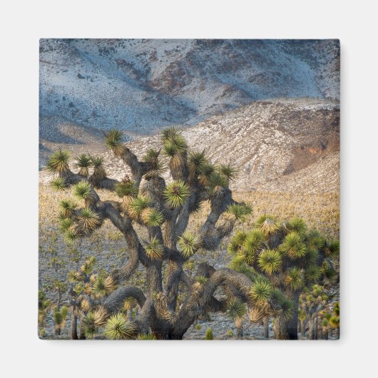 Schnee im Death Valley Magnet (Vorne)