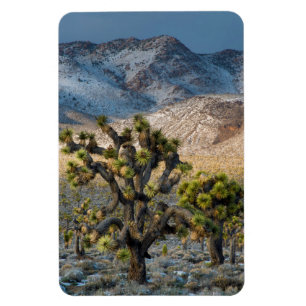 Schnee im Death Valley Magnet
