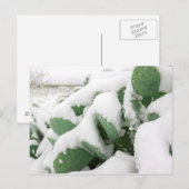 Schnee in der Wüste Postkarte (Vorne/Hinten)