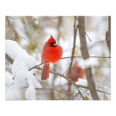 Schnee-Kardinal Fotodruck (Vorne)