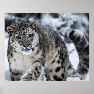 Schnee-Leopard auf dem Prowl Poster