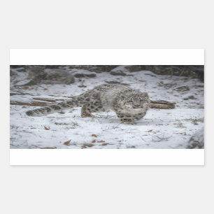 Schnee-Leopard-CUB-Anpirschen Rechteckiger Aufkleber