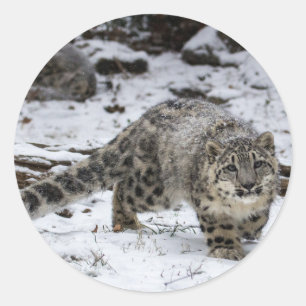 Schnee-Leopard CUB Runder Aufkleber