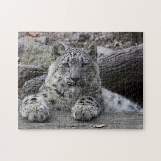 Schnee-Leopard-CUB-Sitzen Puzzle (Horizontal)