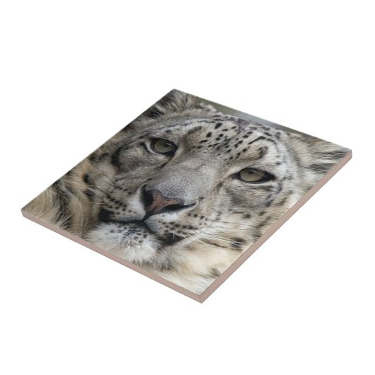 Schnee-Leopard-Fliese Fliese (Seite)