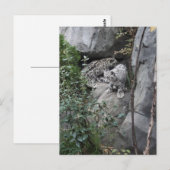 Schnee-Leopard-Hubs an der Kante Postkarte (Vorne/Hinten)