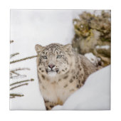 Schnee-Leopard im Schnee Fliese (Vorderseite)