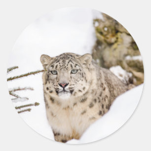 Schnee-Leopard im Schnee Runder Aufkleber