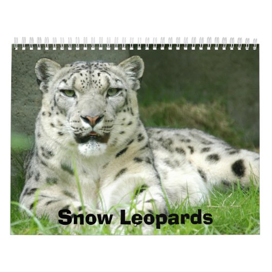 Schnee-Leopard-Kalender, Schnee-Leoparden Kalender (Titelbild)