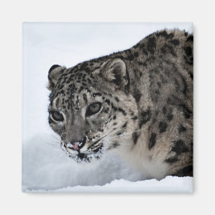 Schnee-Leopard Magnet