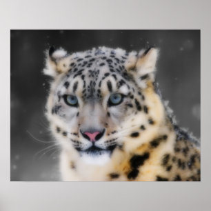 Schnee-Leopard Poster