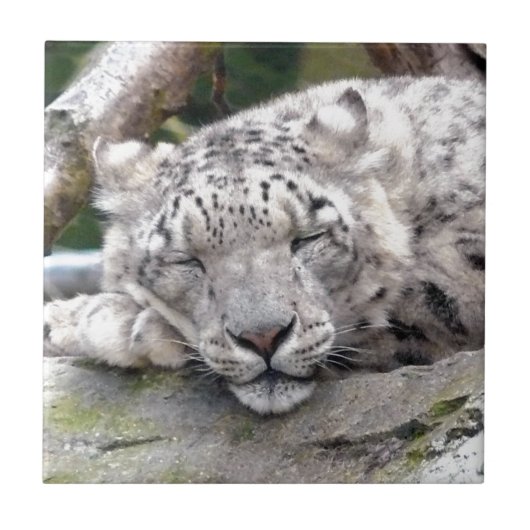 Schnee Leopard - schön! Fliese (Vorderseite)