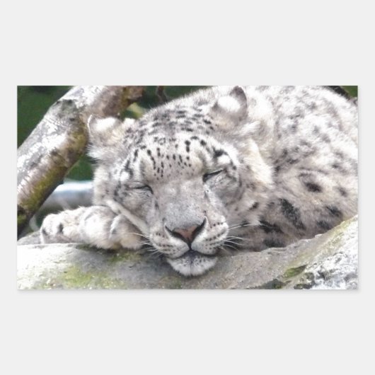Schnee Leopard - schön! Rechteckiger Aufkleber (Vorderseite)