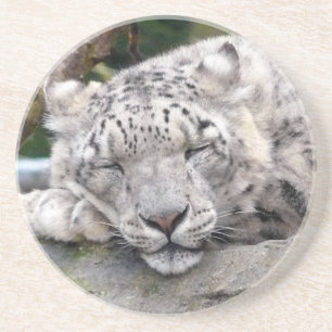 Schnee Leopard - schön! Sandstein Untersetzer