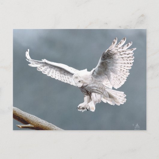 Schnee Postkarte (Vorderseite)