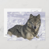 Schnee Postkarte (Vorne/Hinten)