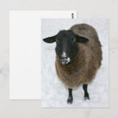 Schnee Postkarte (Vorne/Hinten)