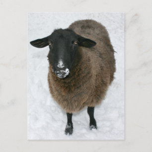 Schnee Postkarte