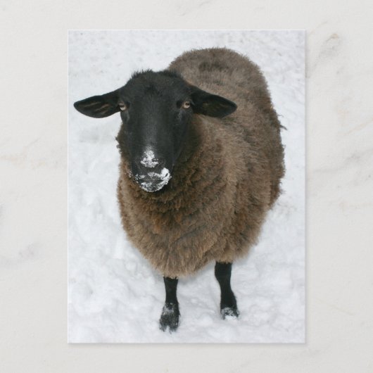 Schnee Postkarte (Vorderseite)