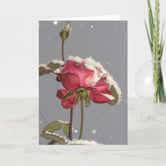 Schnee-Rose - Rote Rose mit Schneabdeckung Karte (Vorderseite)