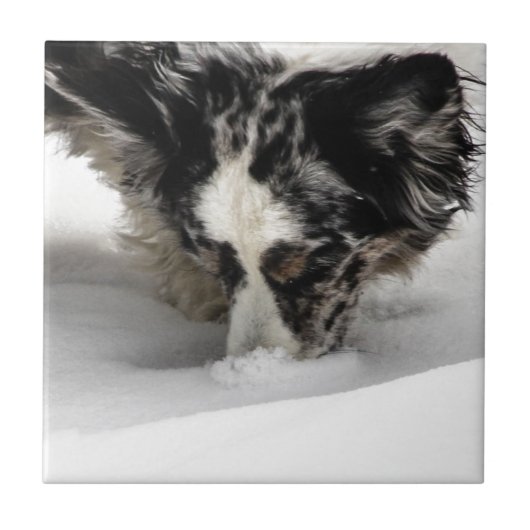 Schnee-SchnauzeCorgi Fliese (Vorderseite)