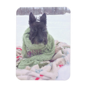 Schnee Scottie Magnet