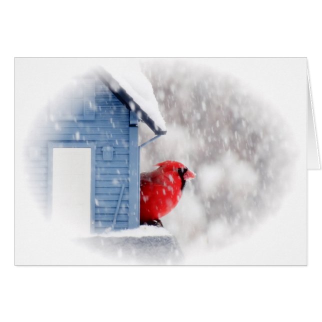 Schnee-TagesKardinal - Vogel (Vorderseite (Horizontal))