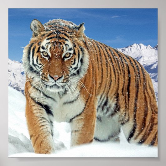 Schnee Tiger Mountains Natur Winter Foto Poster (Vorne)