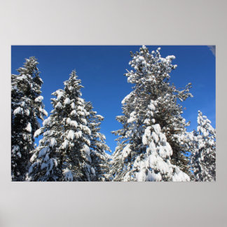 Schnee Top Evergreen Poster