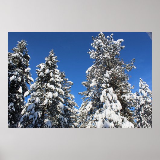 Schnee Top Evergreen Poster (Vorne)