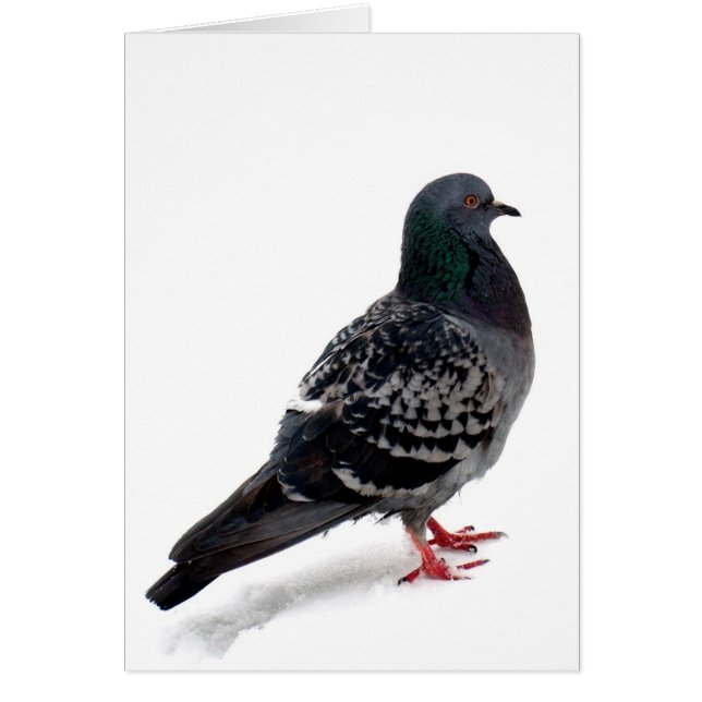 Schnee und Taube (Vorne)