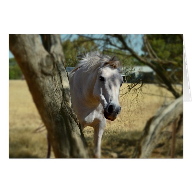 Schnee Weiß das Pferd,_ (Vorderseite (Horizontal))