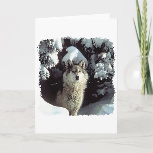 Schnee-Wolf-Wölfe Karte (Vorderseite)