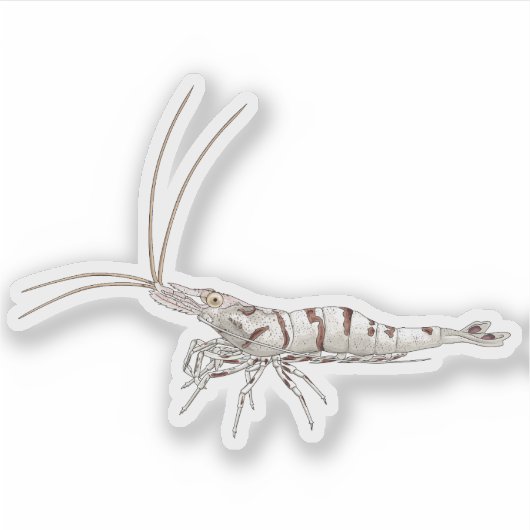 Schnee-Zebra-Garnele - Tier-Sticker-Sammlung Aufkleber (Vorderseite)