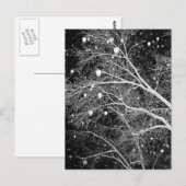 Schnee zwischen Branchen Postkarte (Vorne/Hinten)