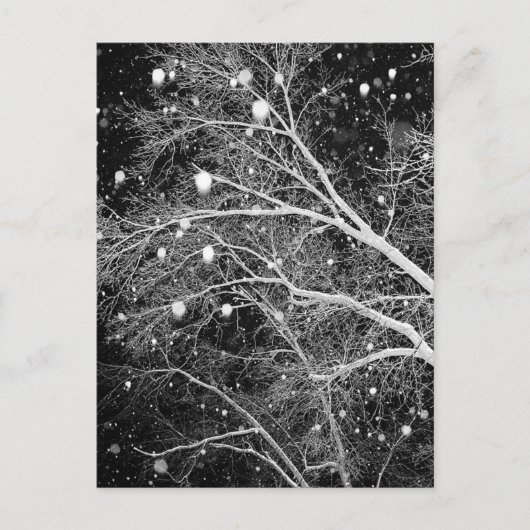 Schnee zwischen Branchen Postkarte (Vorderseite)