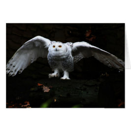 Schneeauge mit offenem Flügel